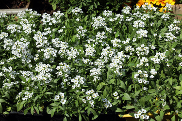 Similar image 21943781