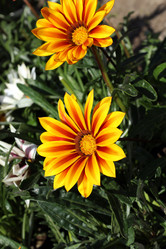 Similar image 21943784