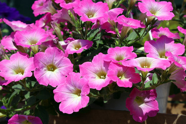 Similar image 21943786