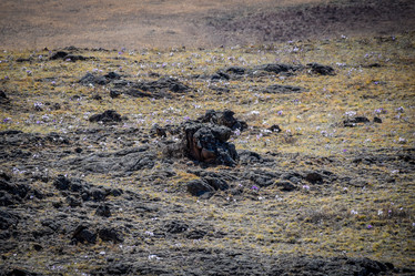 Similar image 21945423