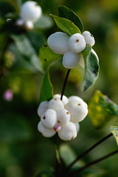 Similar image 21948630