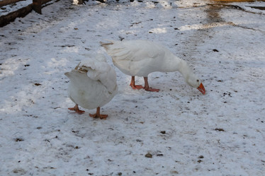 Similar image 21948703