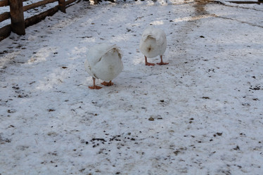 Similar image 21948704