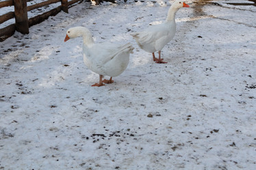 Similar image 21948705