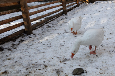 Similar image 21948706