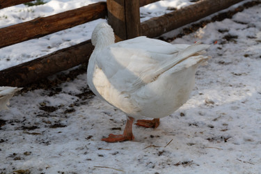 Similar image 21948707