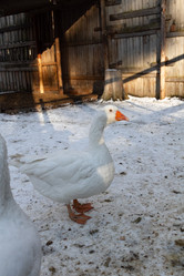 Similar image 21948709