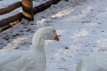 Similar image 21948710