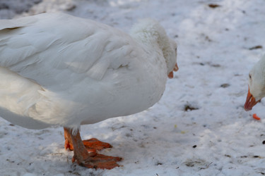 Similar image 21948711