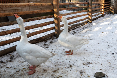 Similar image 21948715