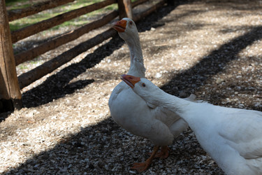 Similar image 21948716