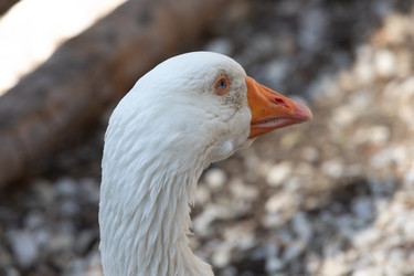 Similar image 21948719