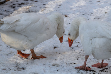 Similar image 21948722