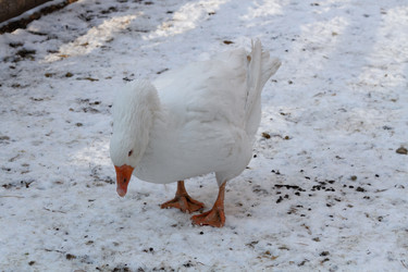 Similar image 21948724