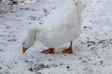 Similar image 21948725