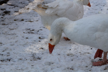 Similar image 21948726