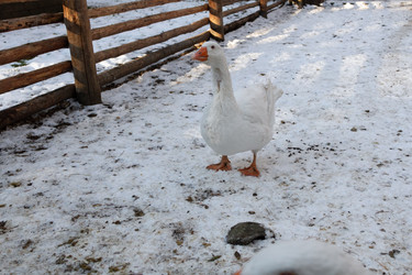 Similar image 21948729