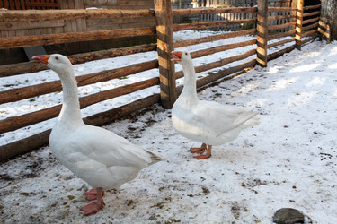 Similar image 21948731