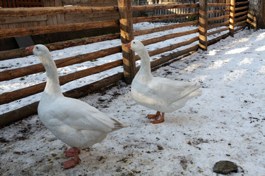 Similar image 21948732