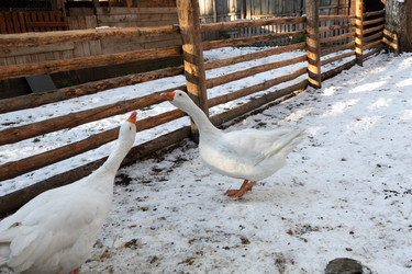 Similar image 21948733