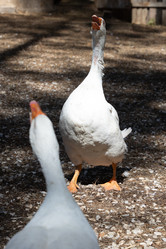 Similar image 21948734