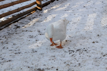 Similar image 21948737