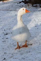 Similar image 21948738