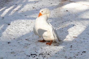 Similar image 21948740