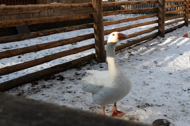 Similar image 21948741