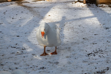 Similar image 21948742