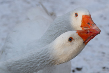 Similar image 21948743