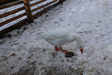 Similar image 21948744