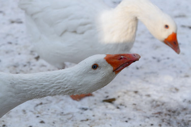 Similar image 21948745