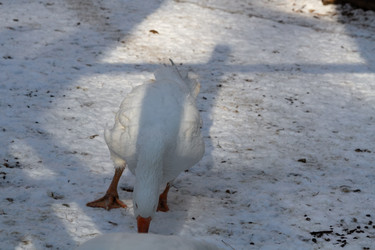 Similar image 21948746