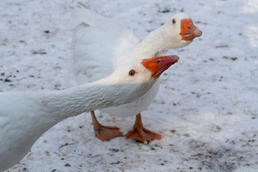 Similar image 21948747