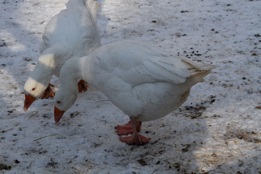 Similar image 21948748