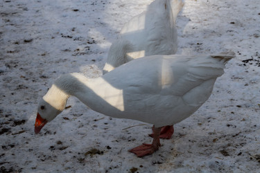 Similar image 21948749