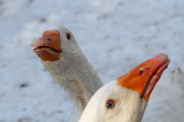 Similar image 21948750