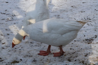 Similar image 21948751