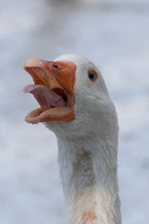 Similar image 21948752