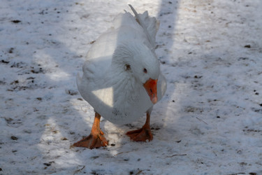 Similar image 21948753