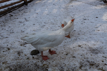 Similar image 21948754