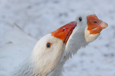 Similar image 21948755