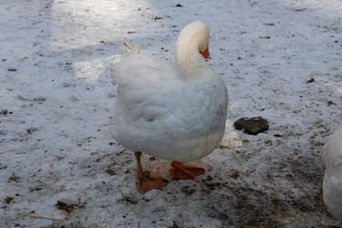 Similar image 21948756