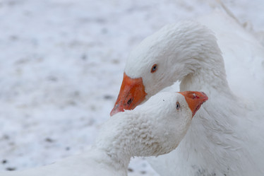 Similar image 21948757