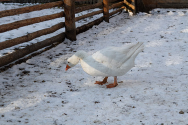 Similar image 21948759