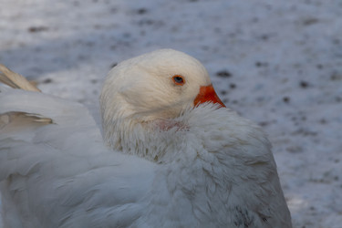 Similar image 21948760