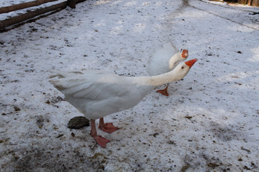 Similar image 21948761