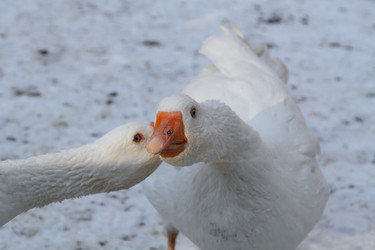 Similar image 21948762