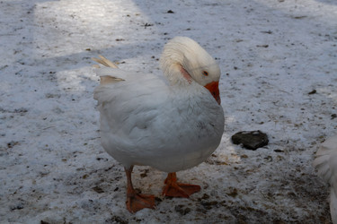 Similar image 21948763